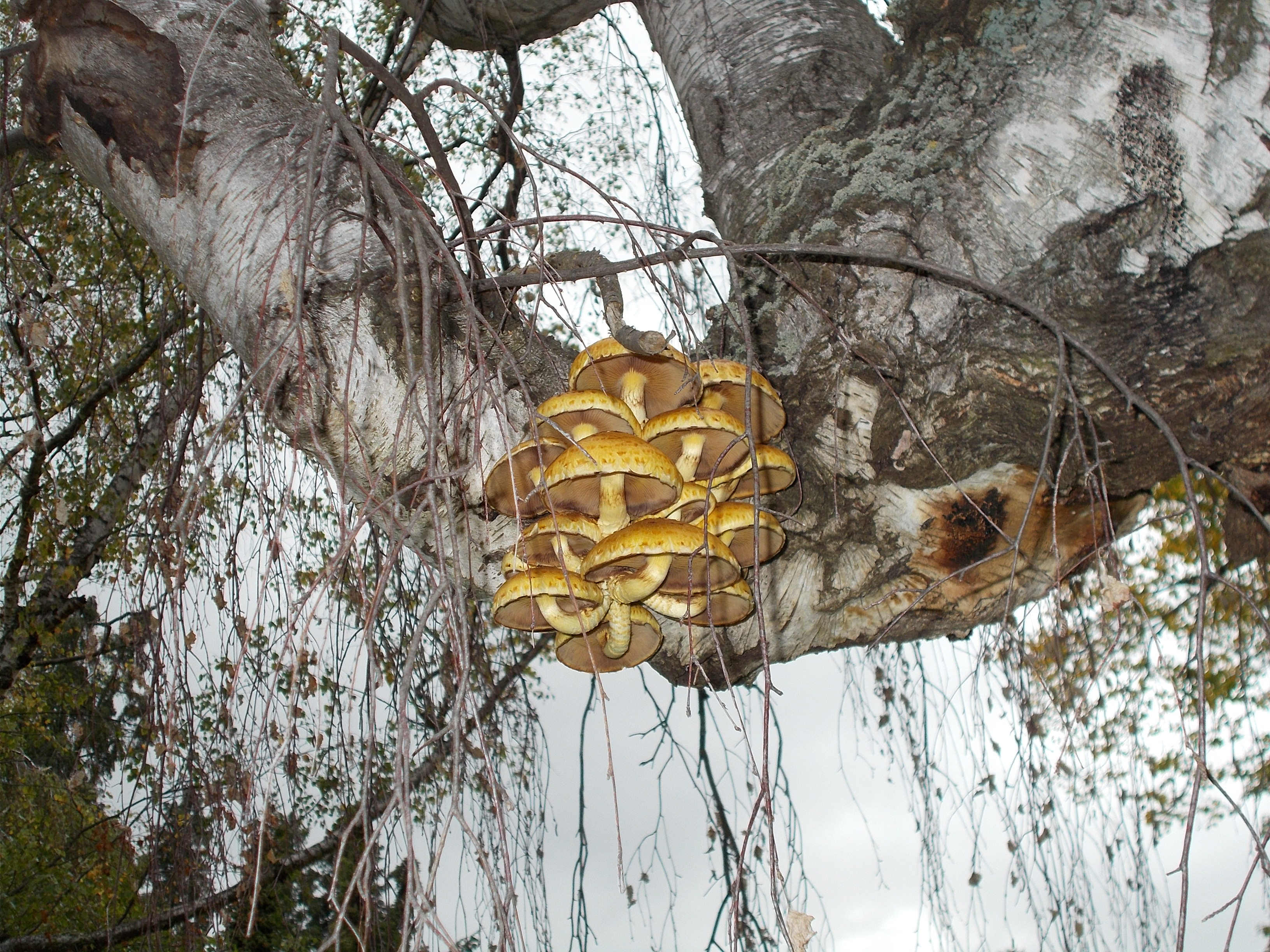 Projekt: Baumkontrolle